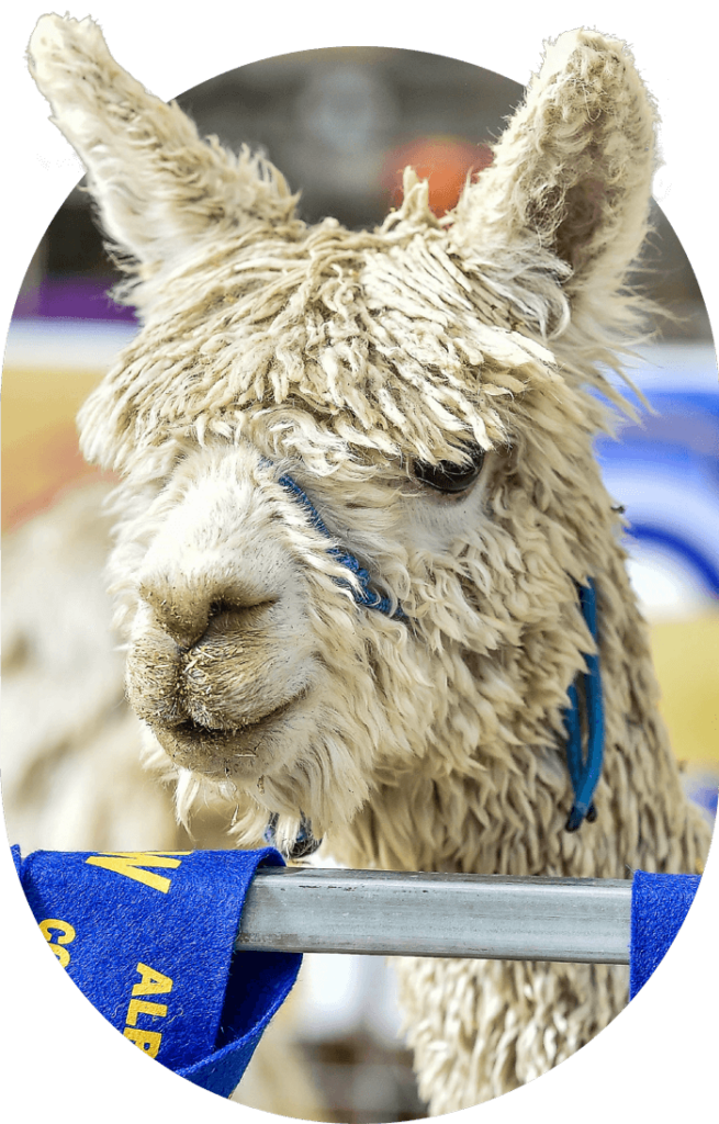 Alpaca 2022 Melbourne Royal Show