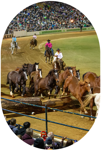 Night of the Horse